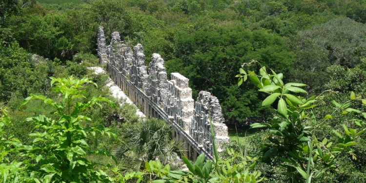 Quel type de végétation Trouve-t-on en Amazonie ?