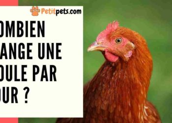 Est-ce que les poules mangent des bananes ?