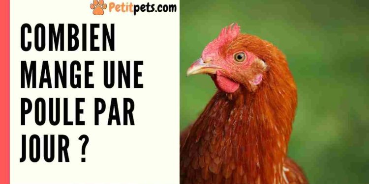Est-ce que les poules mangent des bananes ?