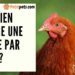 Est-ce que les poules mangent des bananes ?