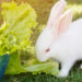 Quelles sont les aliments toxiques pour les lapins ?