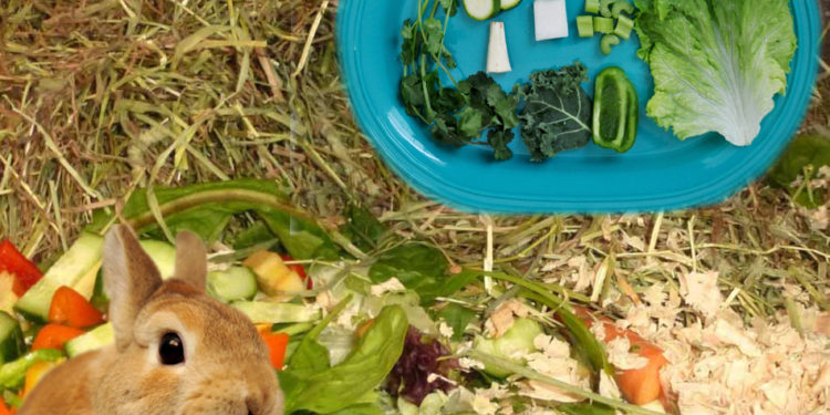 Quel légume pour mon lapin ?