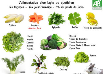 Quels légumes pour lapin ?