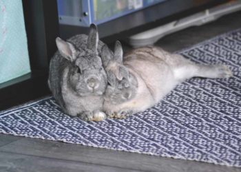 Qu'est-ce qui peut tuer un lapin ?