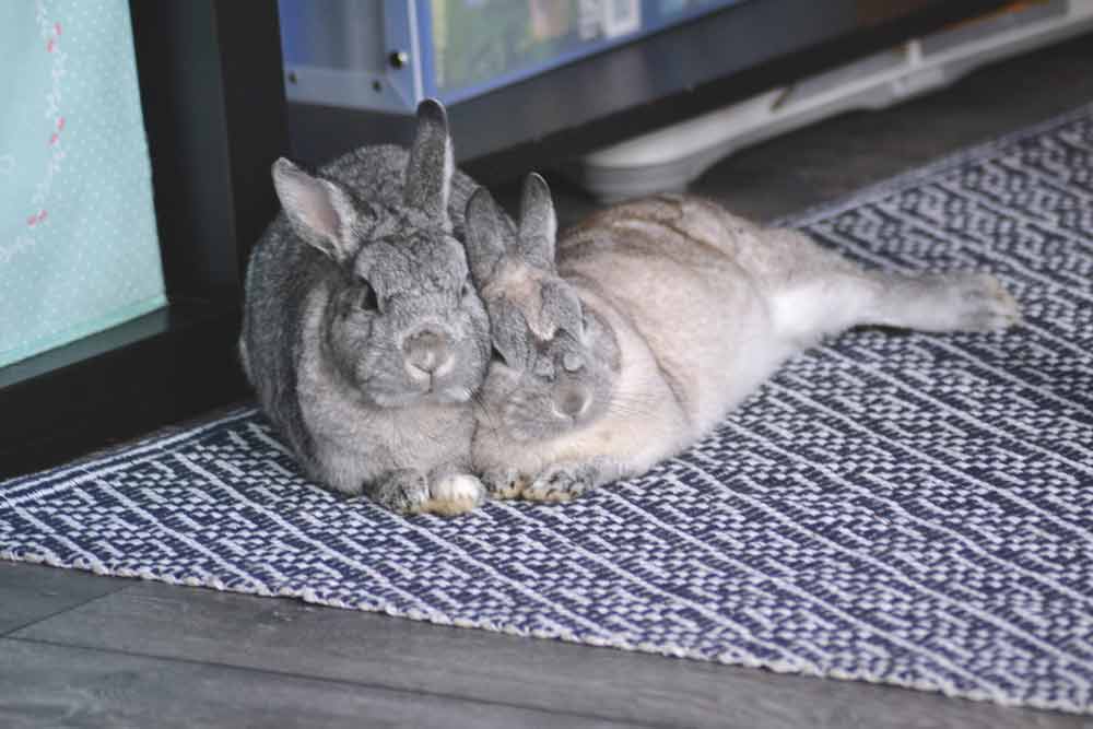 Qu Est Ce Qui Peut Tuer Un Lapin