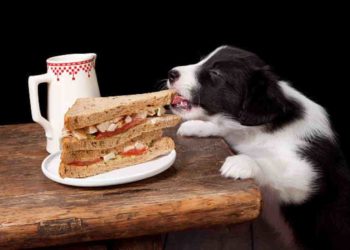 Est-ce que le céleri est bon pour les chiens ?