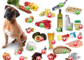 Quel sont les aliment interdit pour les chiens ?