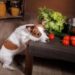 Quels fruits interdits pour les chiens ?