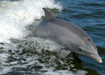 Est-ce que les dauphins ont des poils ?
