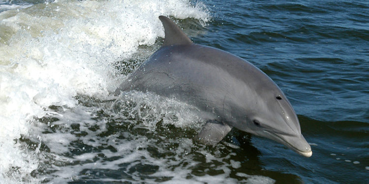 Est-ce que les dauphins ont des poils ?