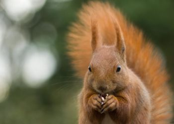 Est-ce que les écureuils mangent les oiseaux ?