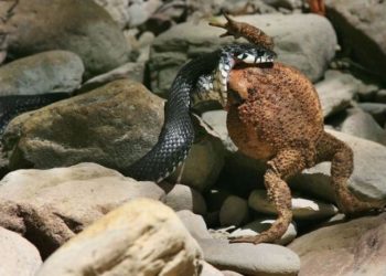 Qui mange du serpent ?