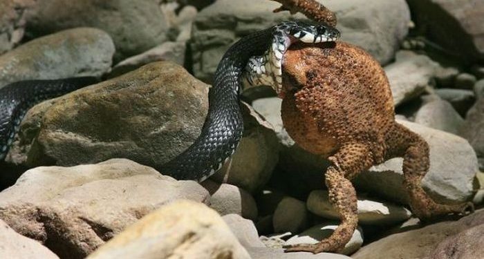 Qui mange du serpent ?