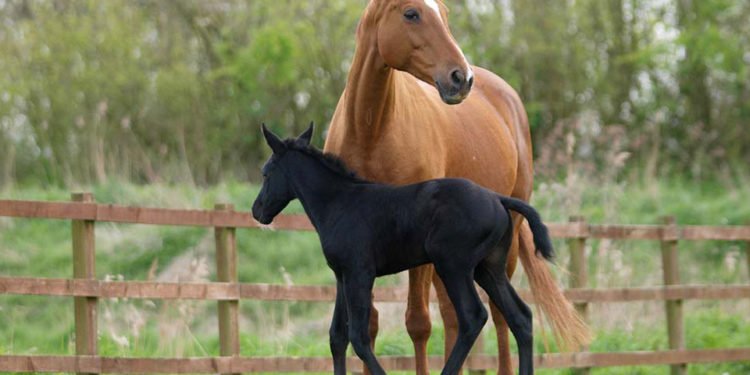 Comment donner du son à un cheval ?
