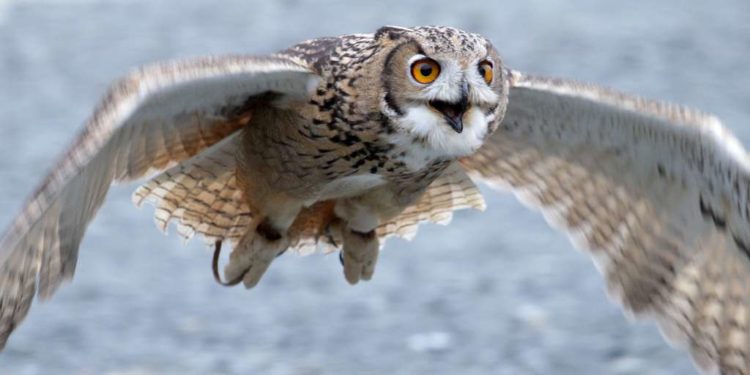 Quel est le plus grand rapace nocturne ?