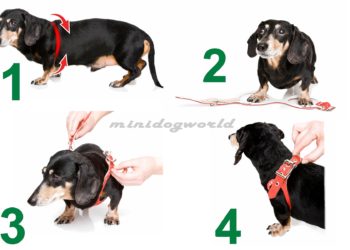 Pourquoi ne pas mettre un harnais à un chiot ?