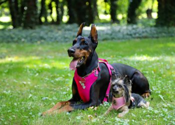 Quel est le prix d'un harnais pour chien ?