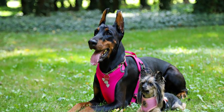 Quel est le prix d'un harnais pour chien ?