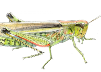 Quand chantent les sauterelles ?