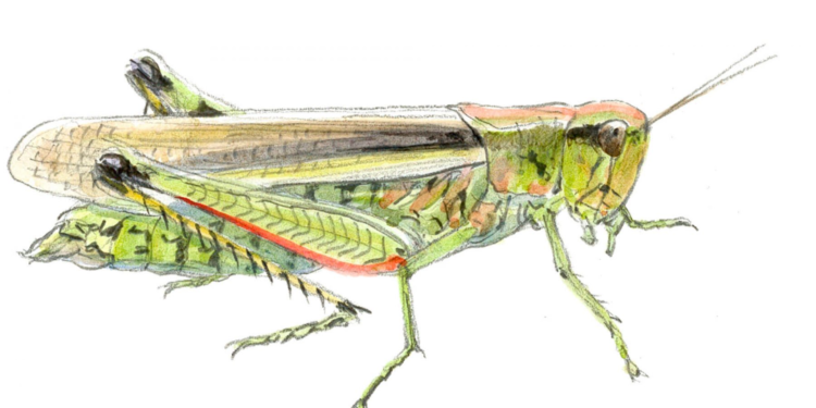 Quand chantent les sauterelles ?