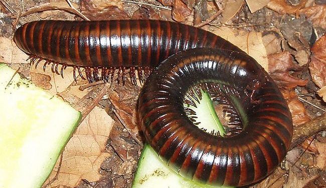 Quel est le plus grand mille patte au monde ?