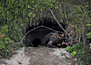 Quels sont les animaux qui n'hibernent pas ?