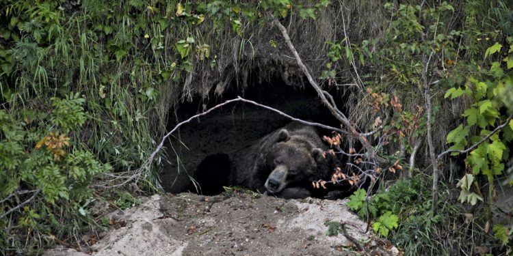 Quels sont les animaux qui n'hibernent pas ?