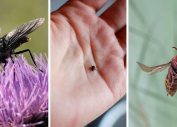 Comment éloigner les insectes qui piquent ?