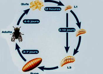 Quelle est la durée de vie d'une mouche femelle ?