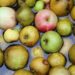 Pourquoi le jus de pomme donne la chiasse ?