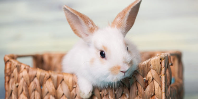 Quel est le lapin le plus domestique ?