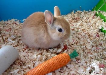 Quelle race de lapin pour manger ?