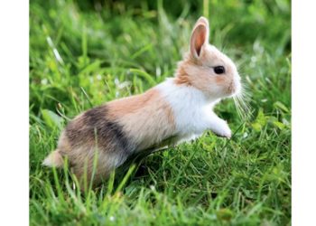 Quel est le plus beau lapin ?