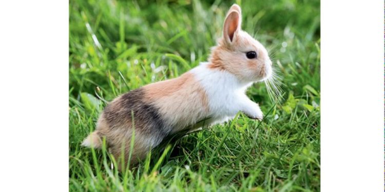 Quel est le plus beau lapin ?