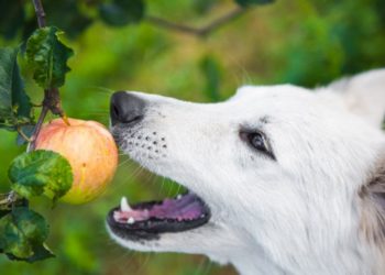 Quels sont les fruits que le chien peut manger ?