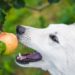 Quels sont les fruits que le chien peut manger ?