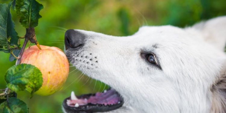 Quels sont les fruits que le chien peut manger ?