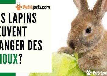Est-ce que les lapins peuvent manger du cresson ?