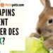 Est-ce que les lapins peuvent manger du cresson ?