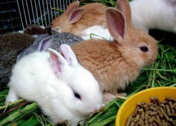 Quel fruit donner à son lapin ?