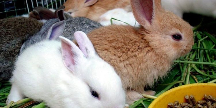 Quel fruit donner à son lapin ?