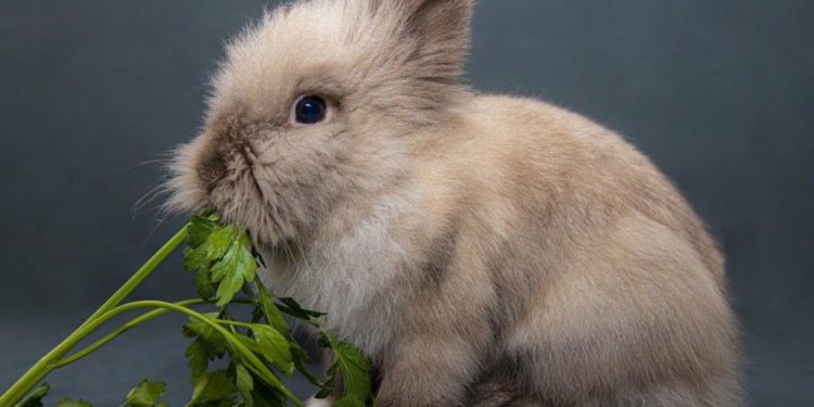 Quelle fruit mange les lapin ?