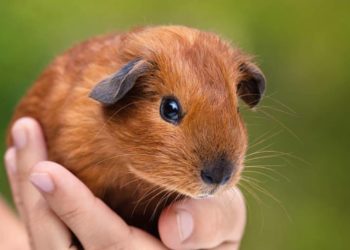 Quel nom pour un cochon d'inde femelle ?