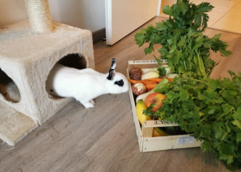 Quel nom donner à son lapin nain ?