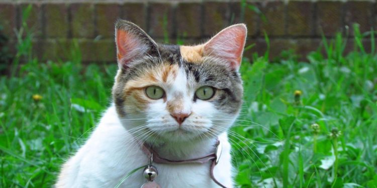 Est-ce que les chats 3 couleurs sont des femelles ?