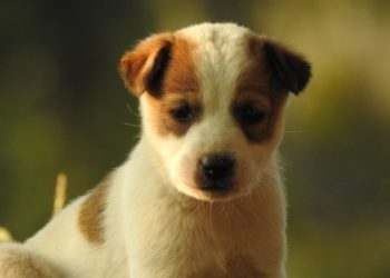 Quelle lettre pour les chèvres en 2021 ?