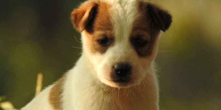 Quelle lettre pour les chèvres en 2021 ?