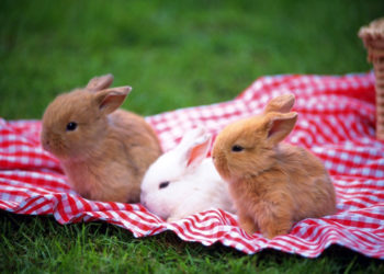 Comment appeler son lapin pour qu'il vienne ?