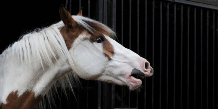 Quel âge ont les chevaux en C ?