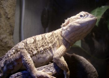 Quel type de lézard ?